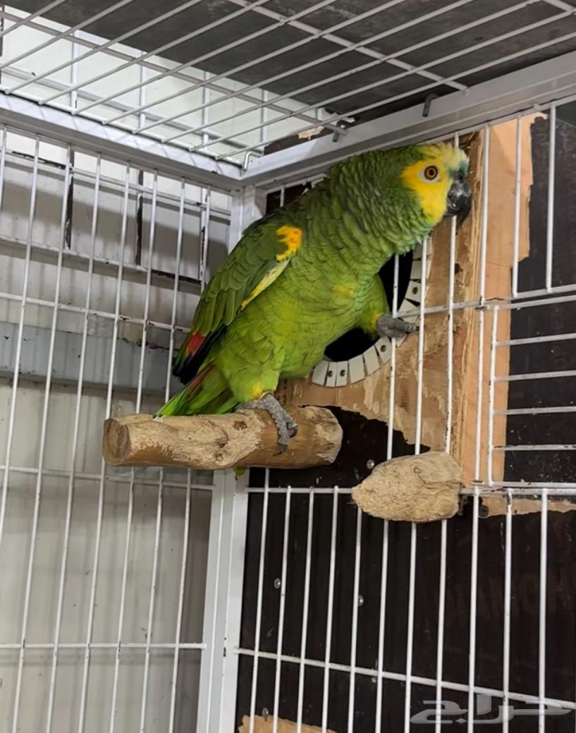 جوز أمازون بلو فرونتد تم البيع64524628929154110