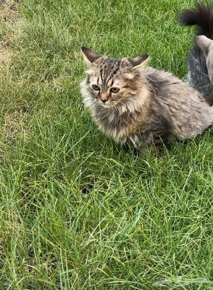 قطط لبيع64524052499586112