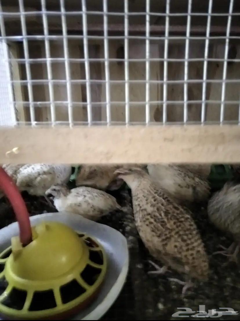 سمان حي للبيع  ذكور وإناث64522117194115111