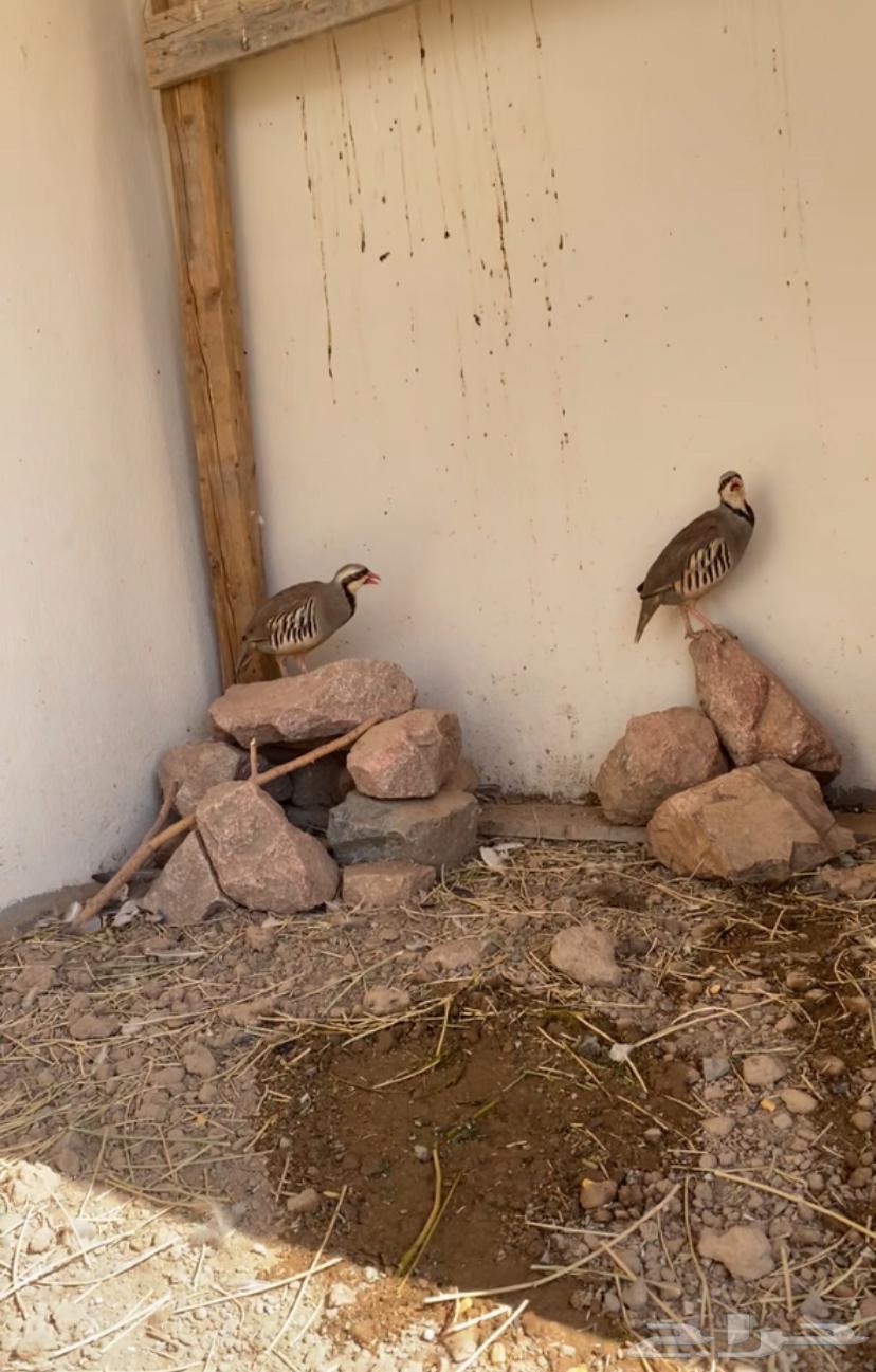 Health nuts are a condition and a product64522725427330110