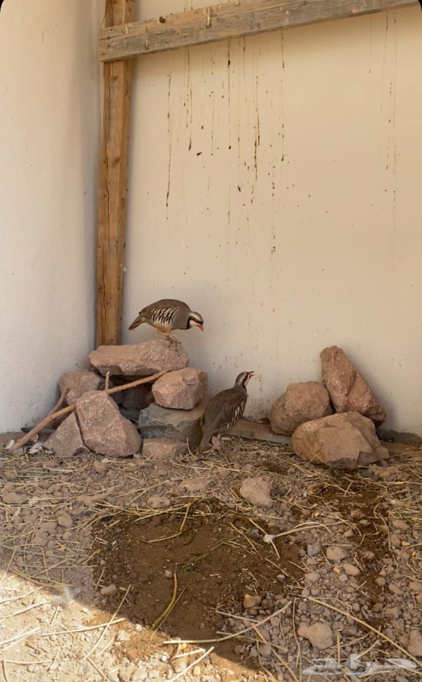 Health nuts are a condition and a product64522725427330111