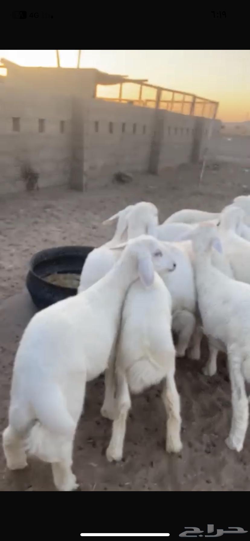 His fleece is luxurious, choice in appearance and fat, a premium ram that has not been to markets or elsewhere64520020275971112