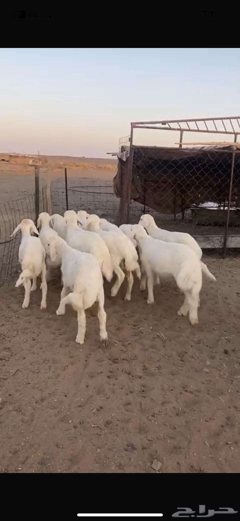 His fleece is luxurious, choice in appearance and fat, a premium ram that has not been to markets or elsewhere64520020275971114