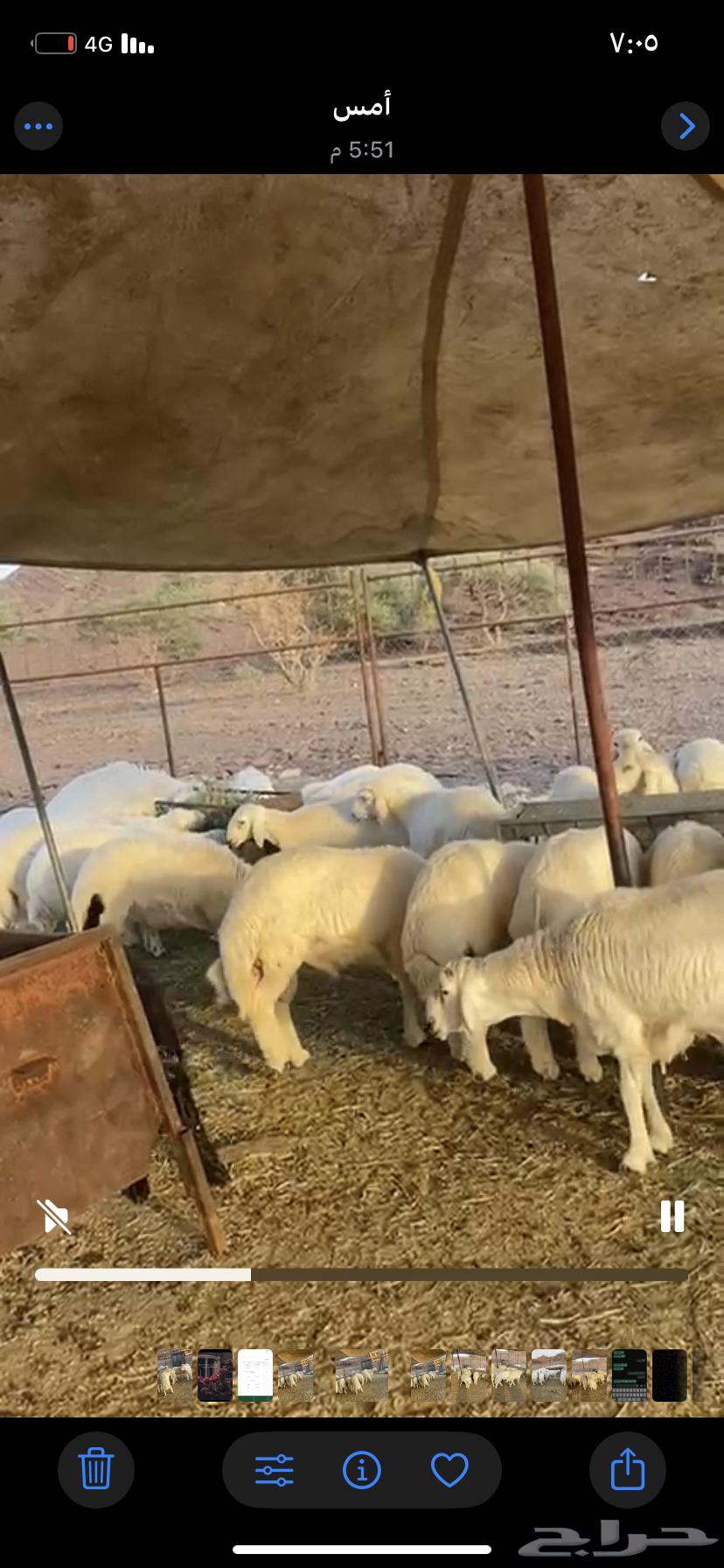 طليان جبره للبيع64520925909251111