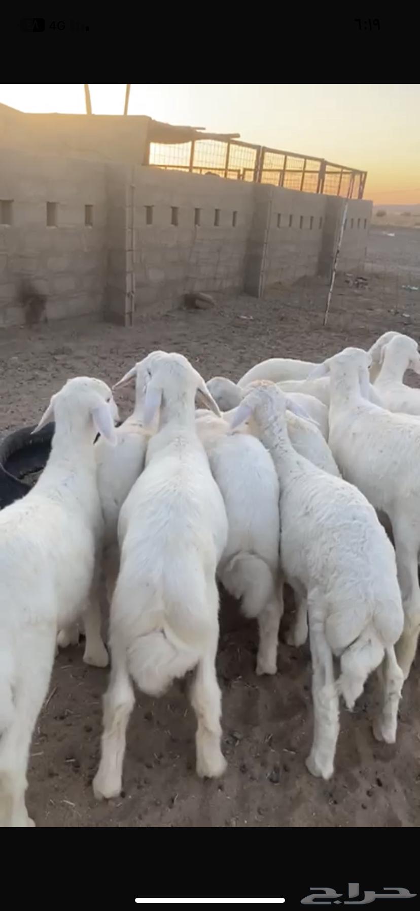 His fleece is luxurious, choice in appearance and fat, a premium ram that has not been to markets or elsewhere64520020275971113