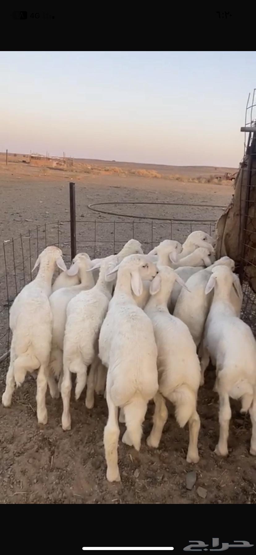 His fleece is luxurious, choice in appearance and fat, a premium ram that has not been to markets or elsewhere64520020275971110