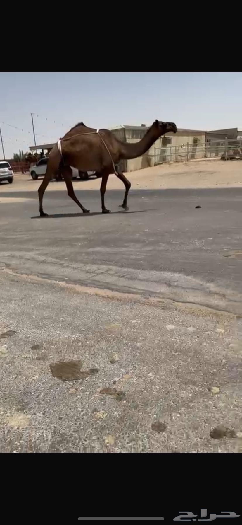 Draib Al-Kafou64521610992258113