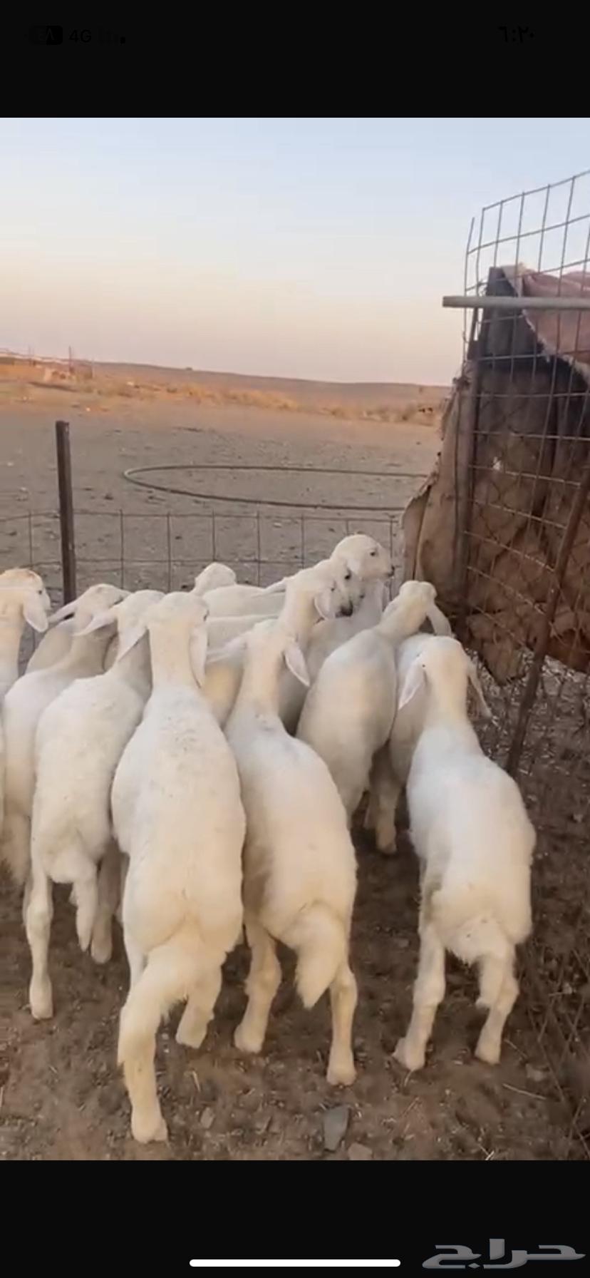 His fleece is luxurious, choice in appearance and fat, a premium ram that has not been to markets or elsewhere64520020275971111