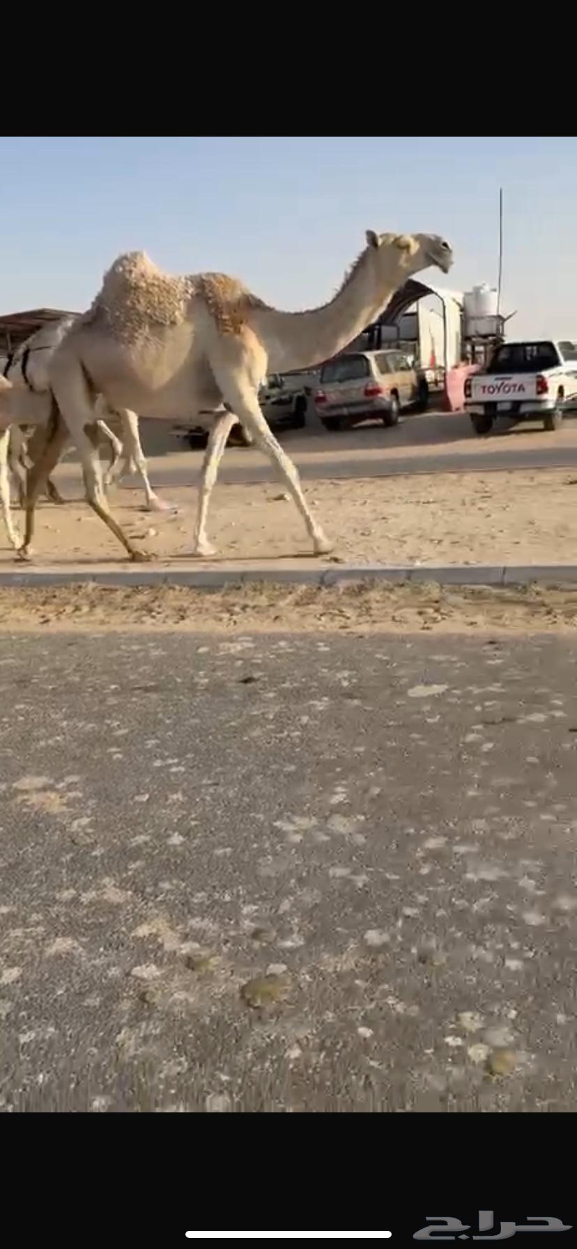 Draib Al-Kafou64521610992258112