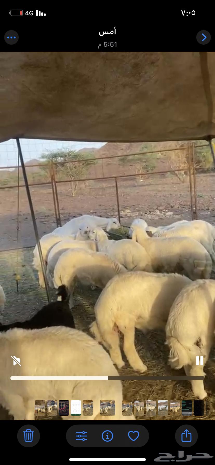 طليان جبره للبيع64520925909251110