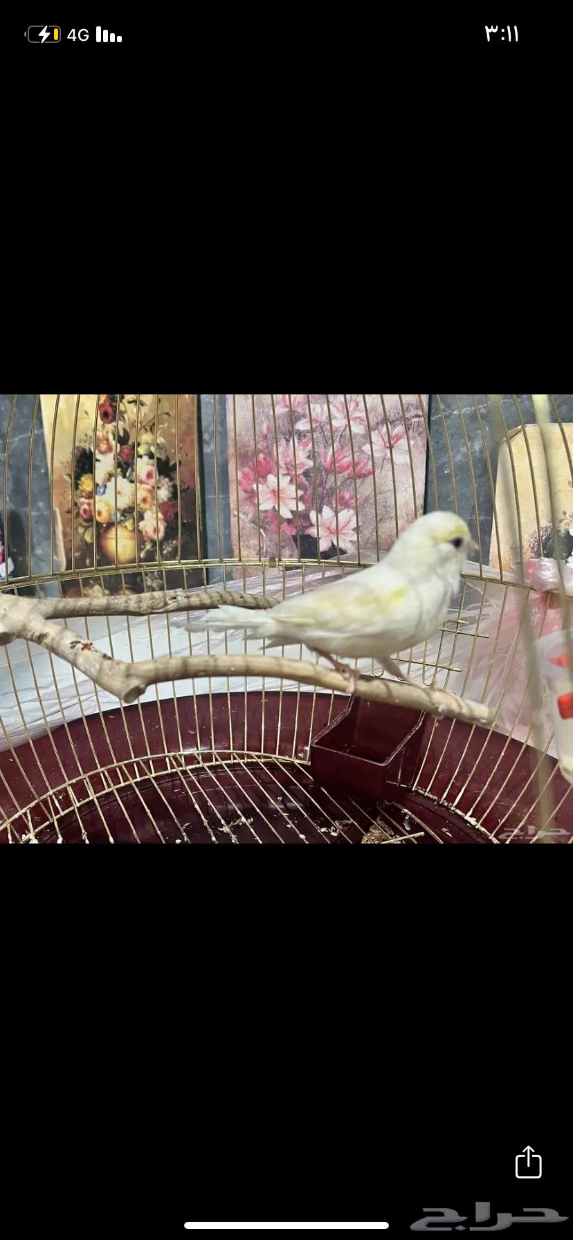 انثى كناري ابيض مع كريمي جاهزه عل ذكر (تم البيع )64521935341955111