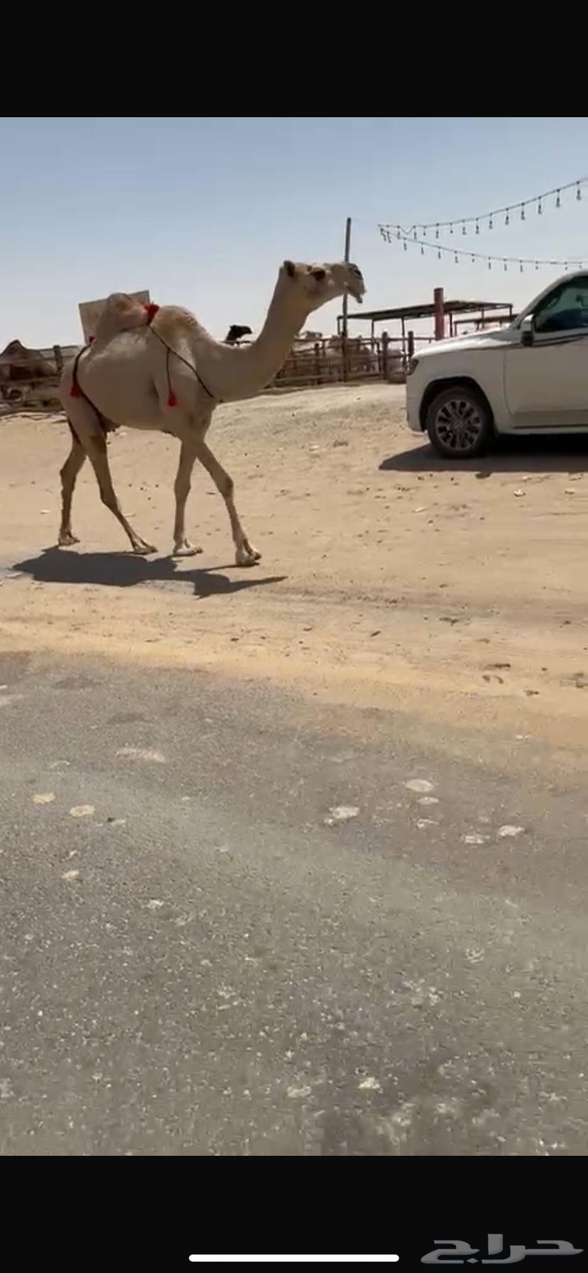 Draib Al-Kafou64521610992258114