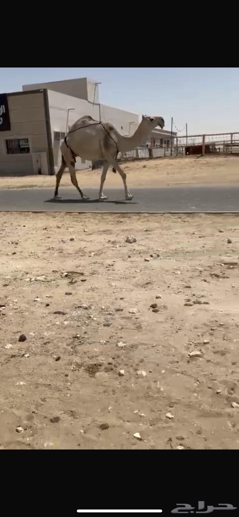 Draib Al-Kafou64521610992258110