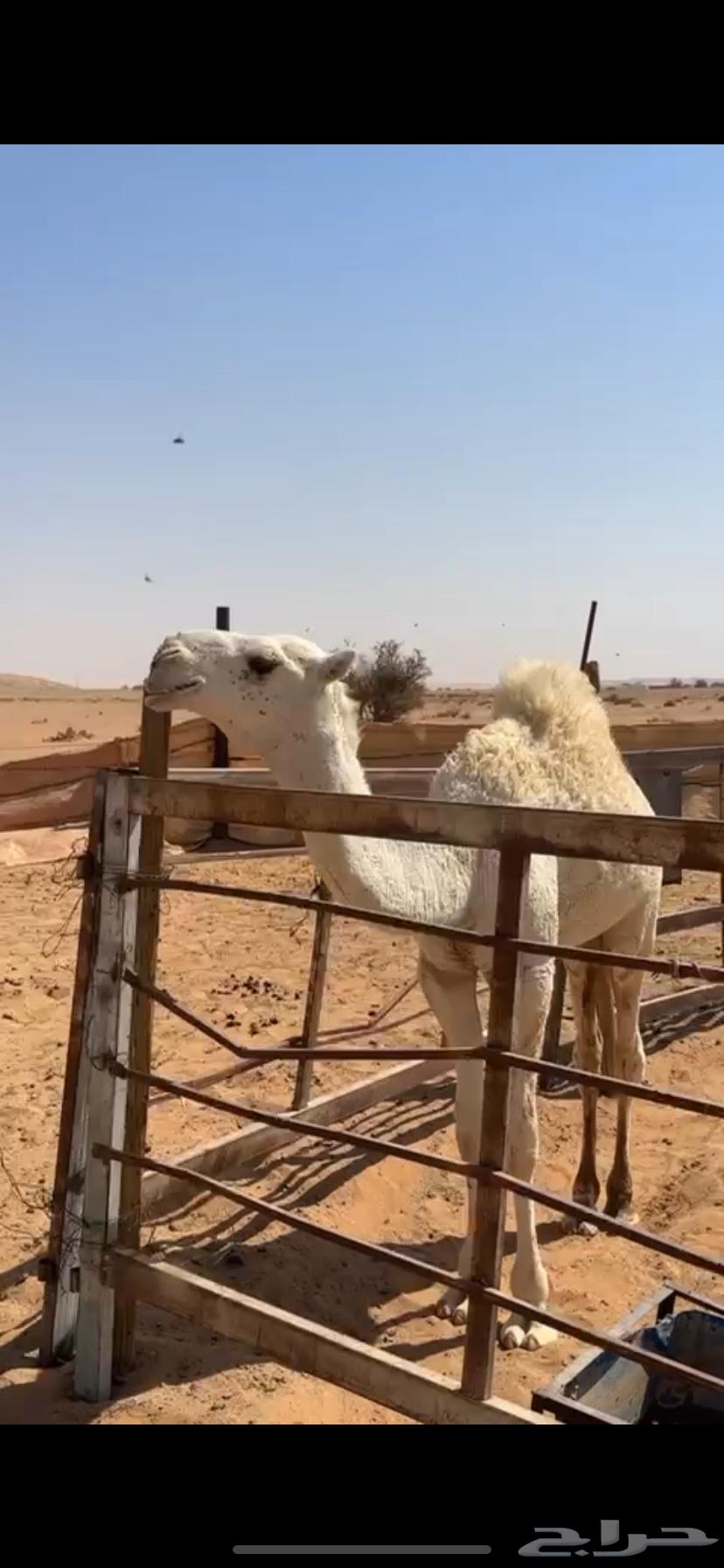 قعود جده الحاكم وابوه بعير حمدبن سالم الشكره على الحاكم64524462246403110