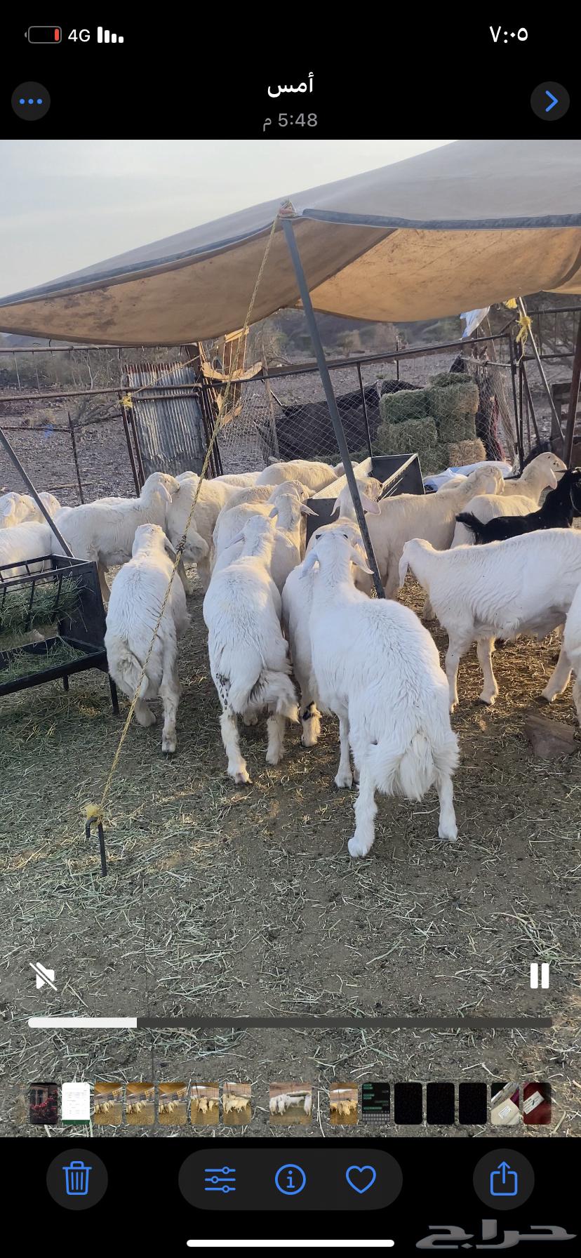 طليان جبره للبيع64520925909251113