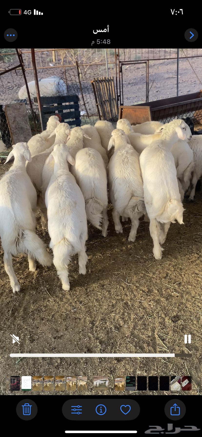 طليان جبره للبيع64520925909251112