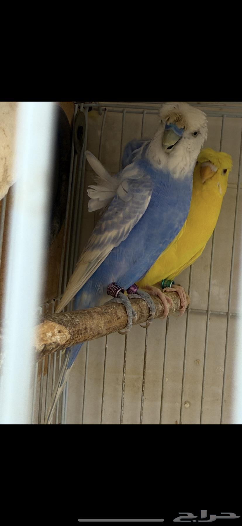 جوز بادجي هوقو منتج تم البيع تم البيع64521397679362112