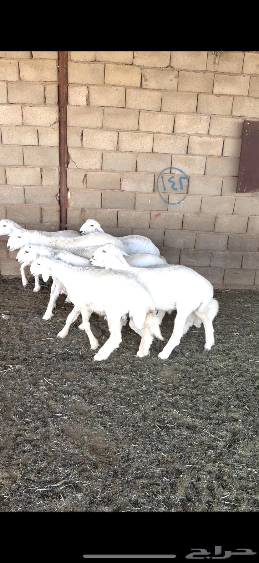 بهم حريات ذبايح للبيع64523231897985113