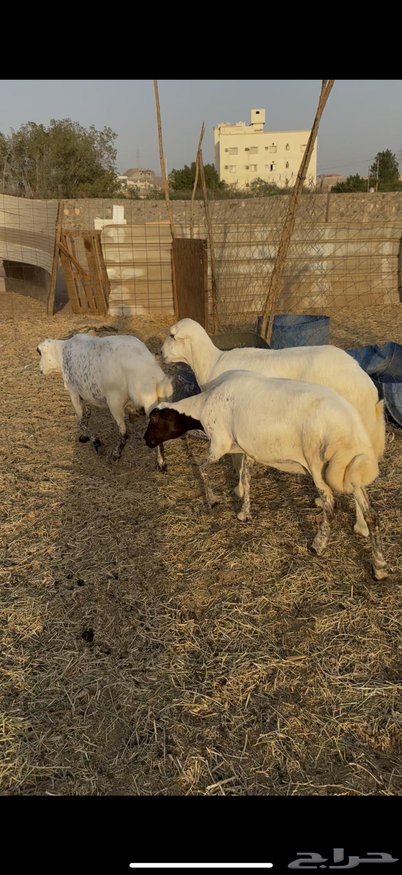 3 sheep, excellent quality, condition applied (Sold)64521369033345113