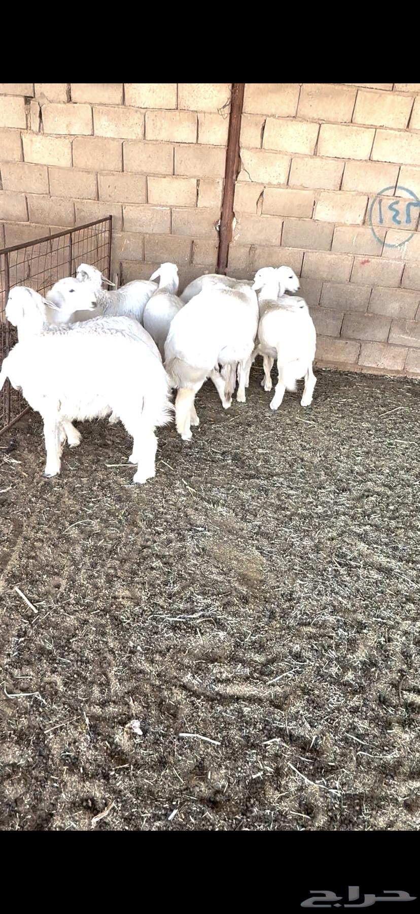 بهم حريات ذبايح للبيع64523231897985110