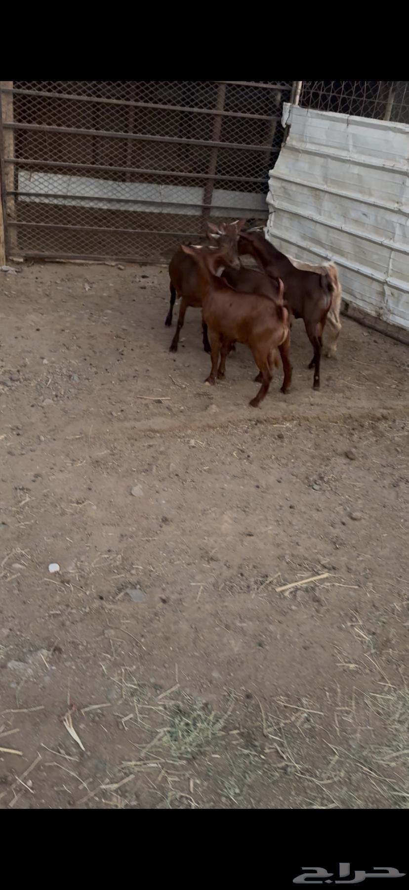 Tenth goats.64523161702914111