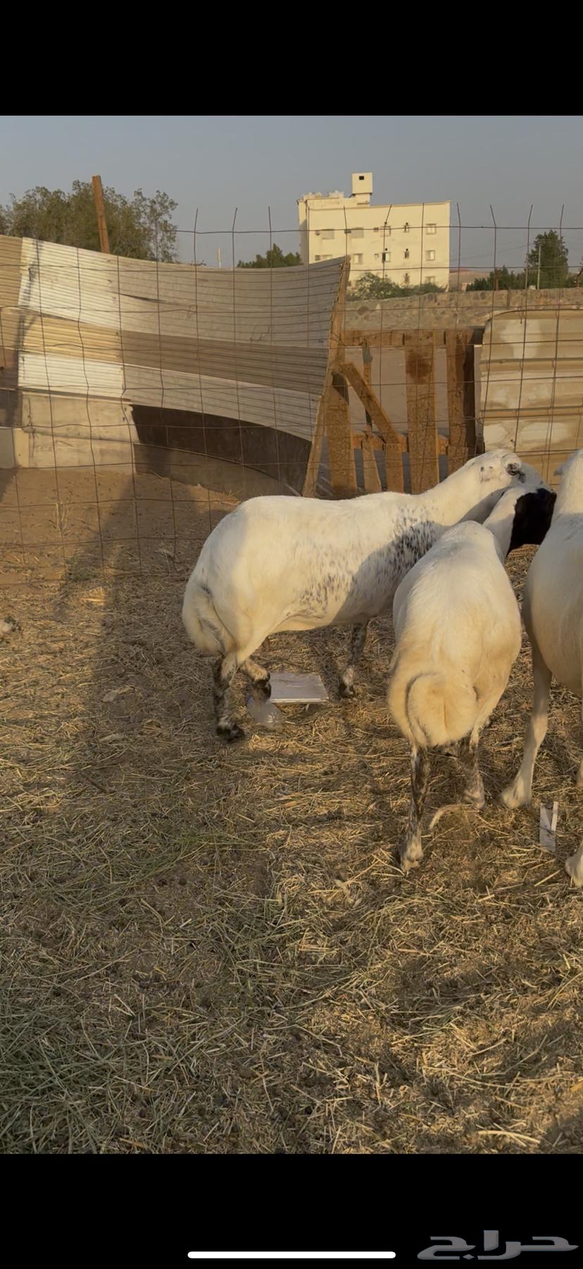 3 sheep, excellent quality, condition applied (Sold)64521369033345110