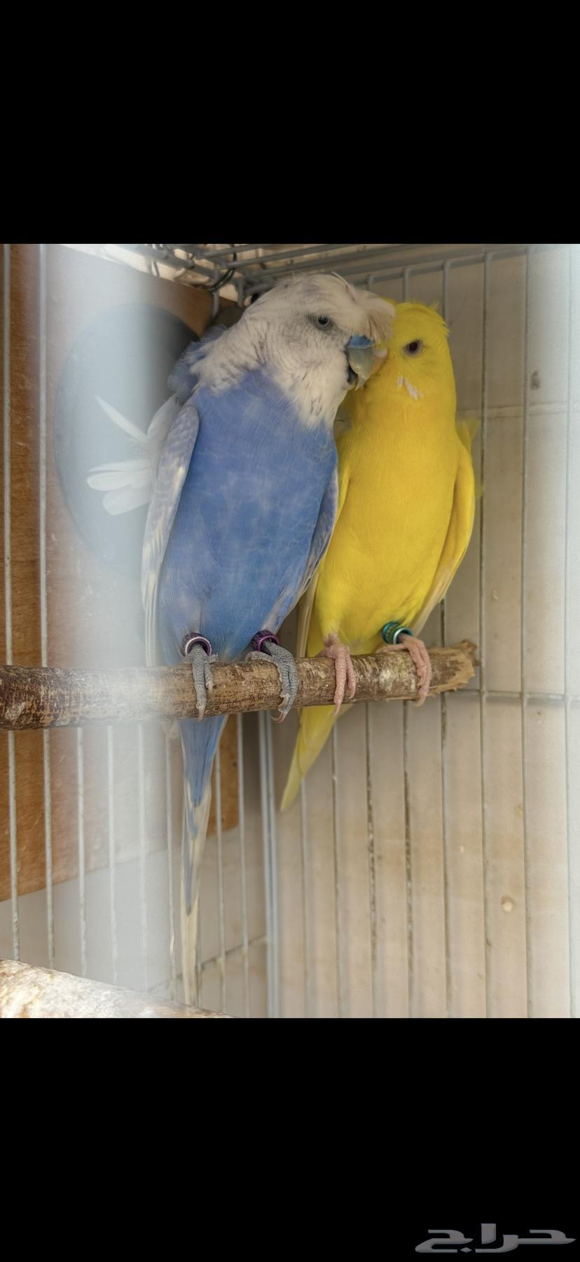 جوز بادجي هوقو منتج تم البيع تم البيع64521397679362113