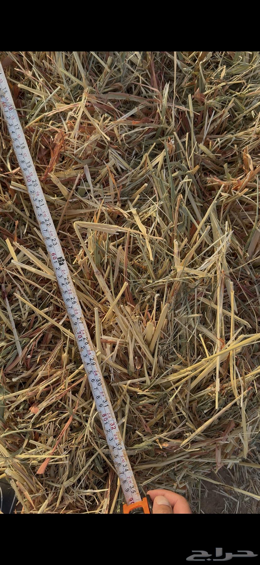 للبيع ذرة جيزانيه الحمراء64521211821058110