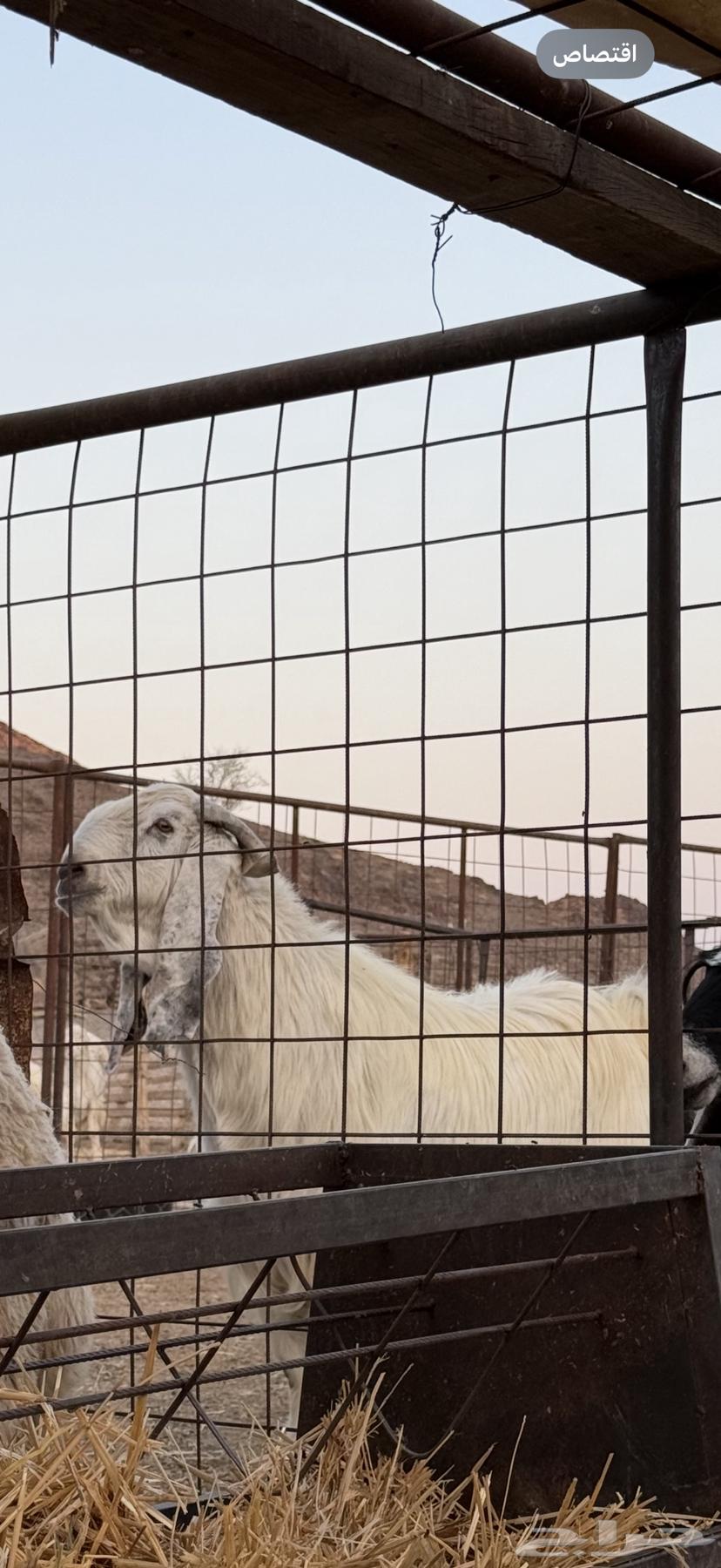 تيس فحل فاخر ( تم البيع )64501998063619110