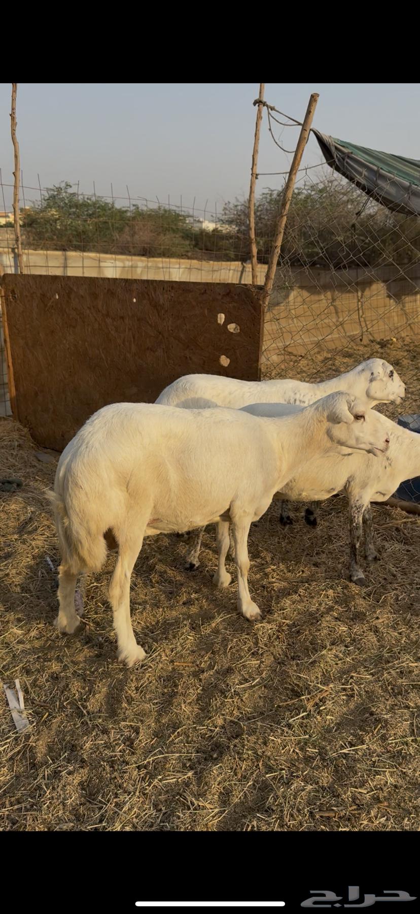 3 sheep, excellent quality, condition applied (Sold)64521369033345114