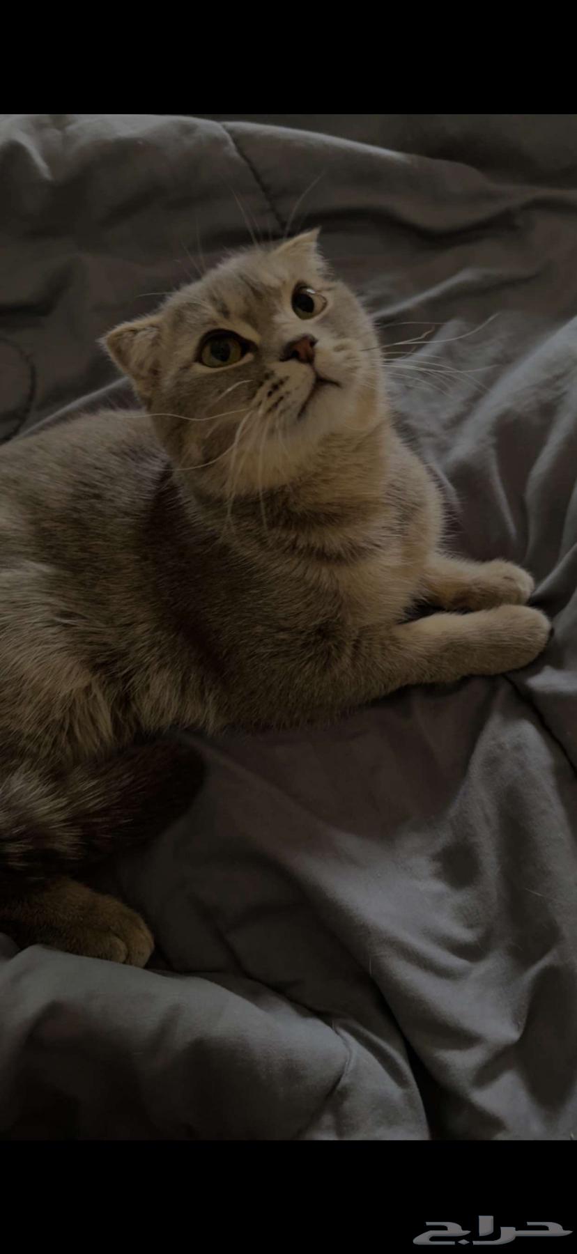 Sketch Cat for Sale64470168843267113