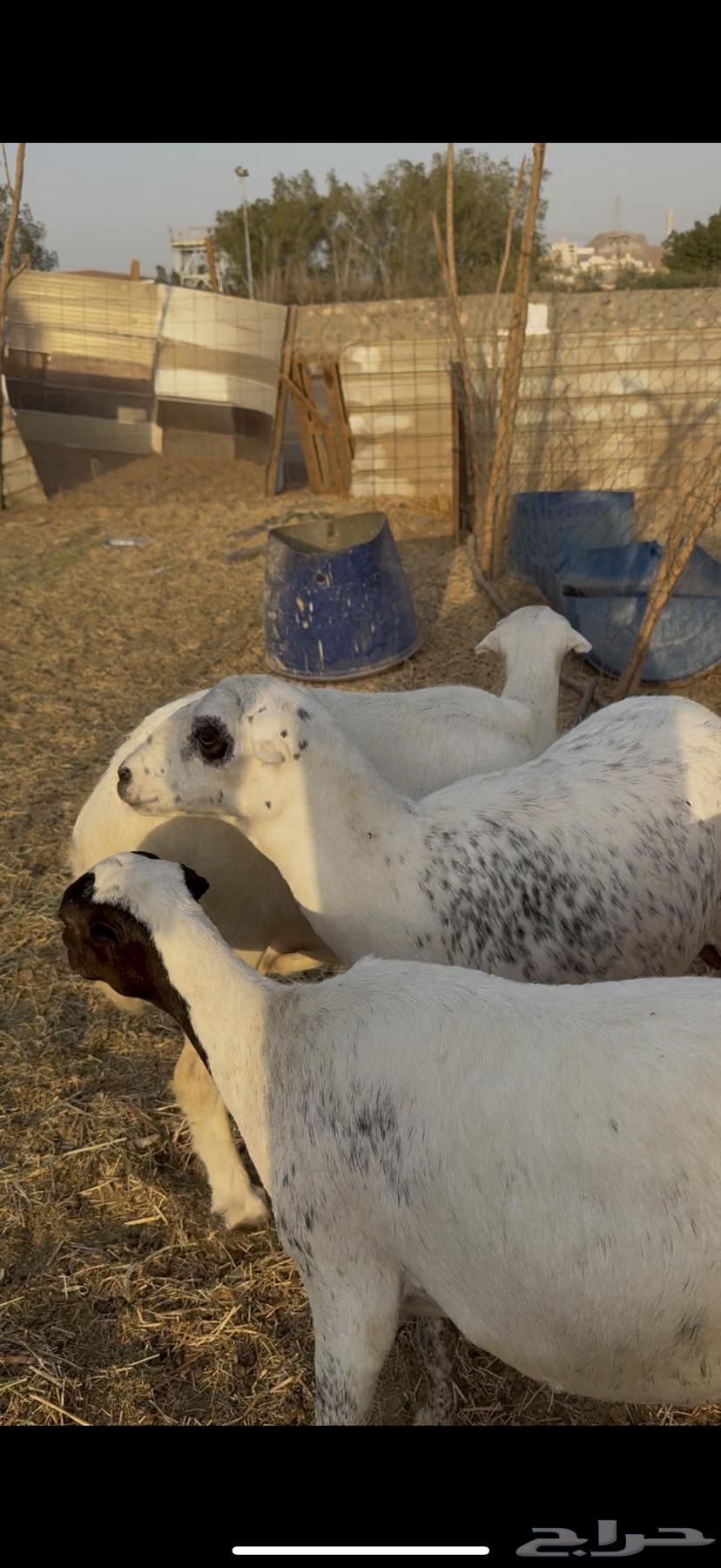 3 sheep, excellent quality, condition applied (Sold)64521369033345112