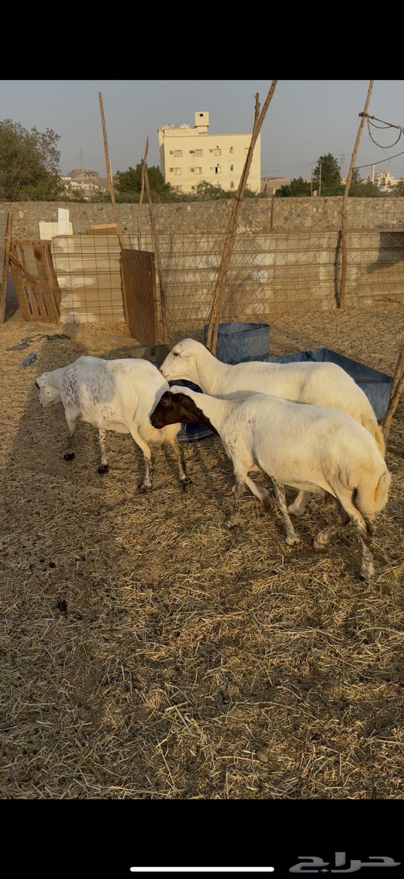 3 sheep, excellent quality, condition applied (Sold)64521369033345111