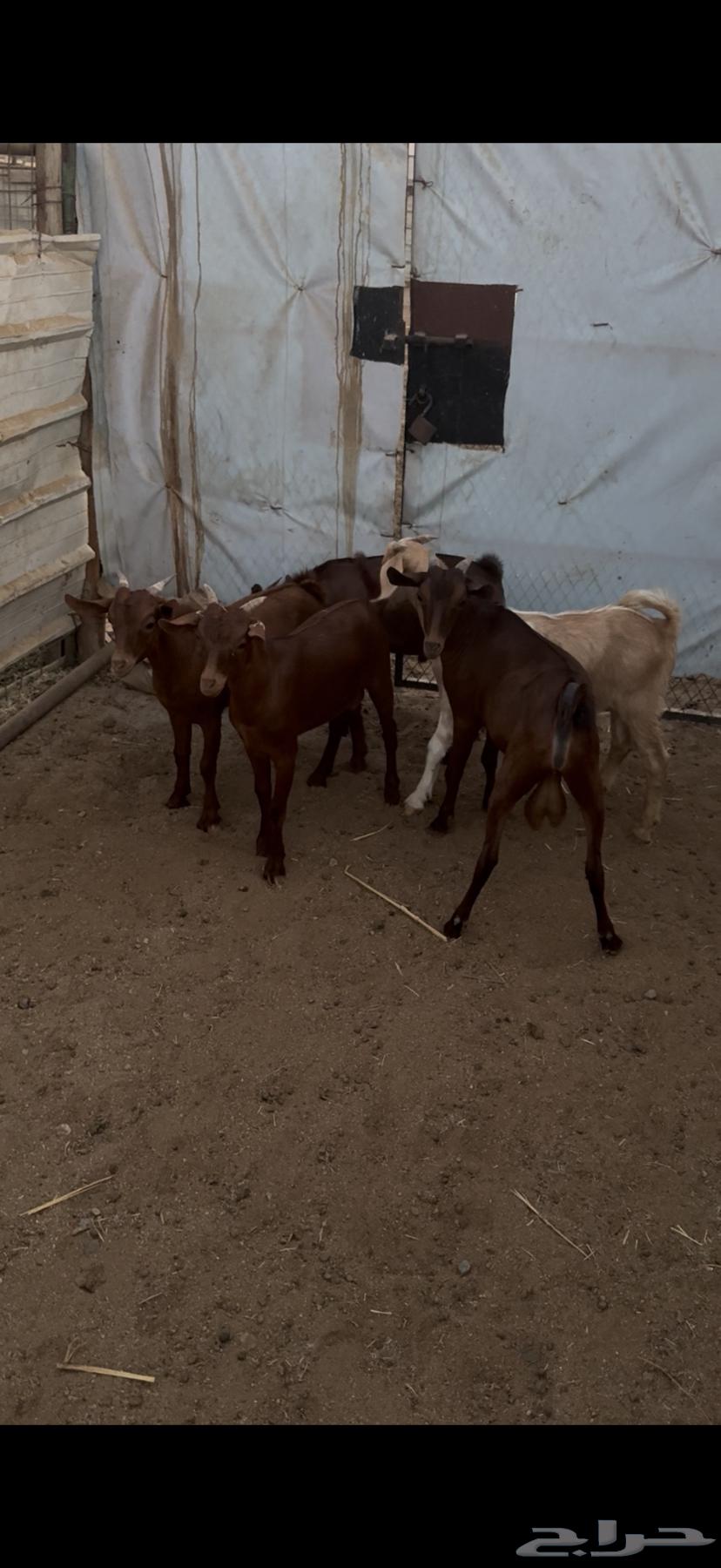 Tenth goats.64523161702914110