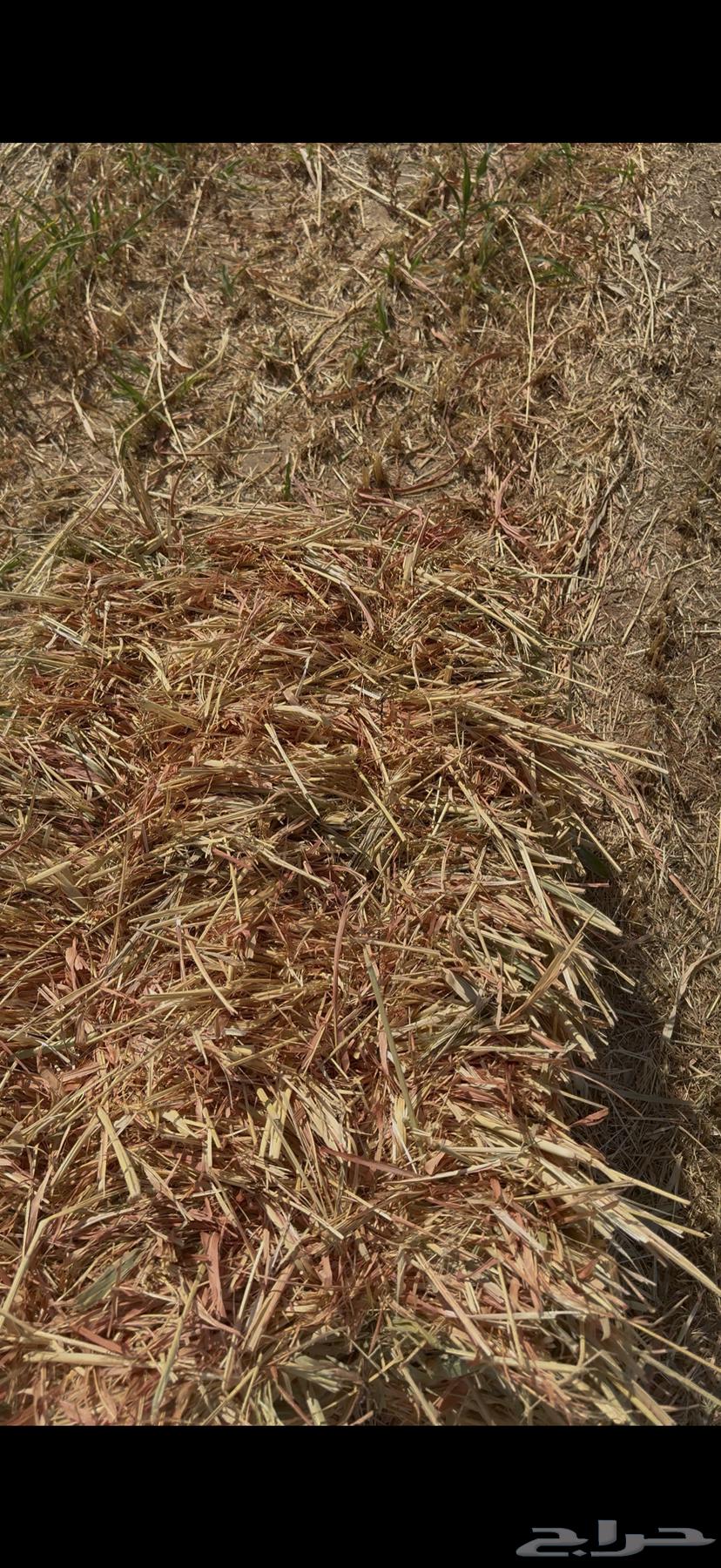 للبيع ذرة جيزانيه الحمراء64521211821058112