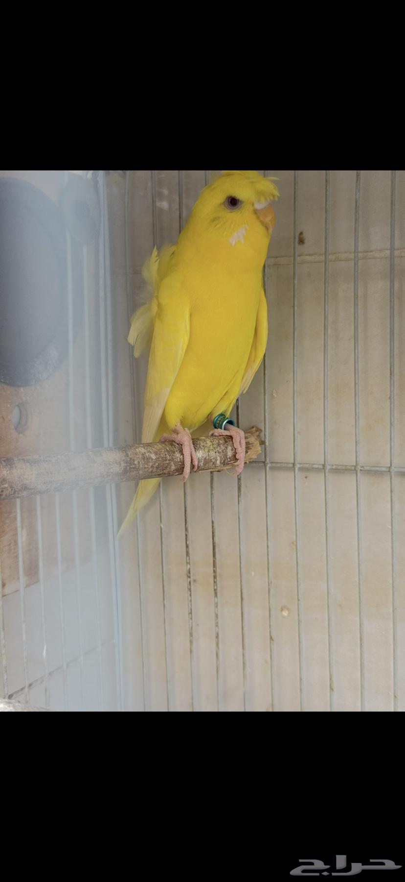 جوز بادجي هوقو منتج تم البيع تم البيع64521397679362111