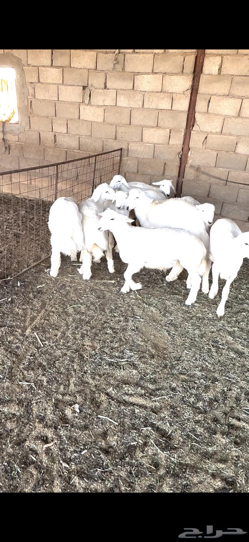 بهم حريات ذبايح للبيع64523231897985111