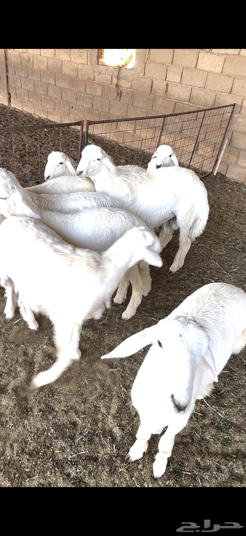 بهم حريات ذبايح للبيع64523231897985112