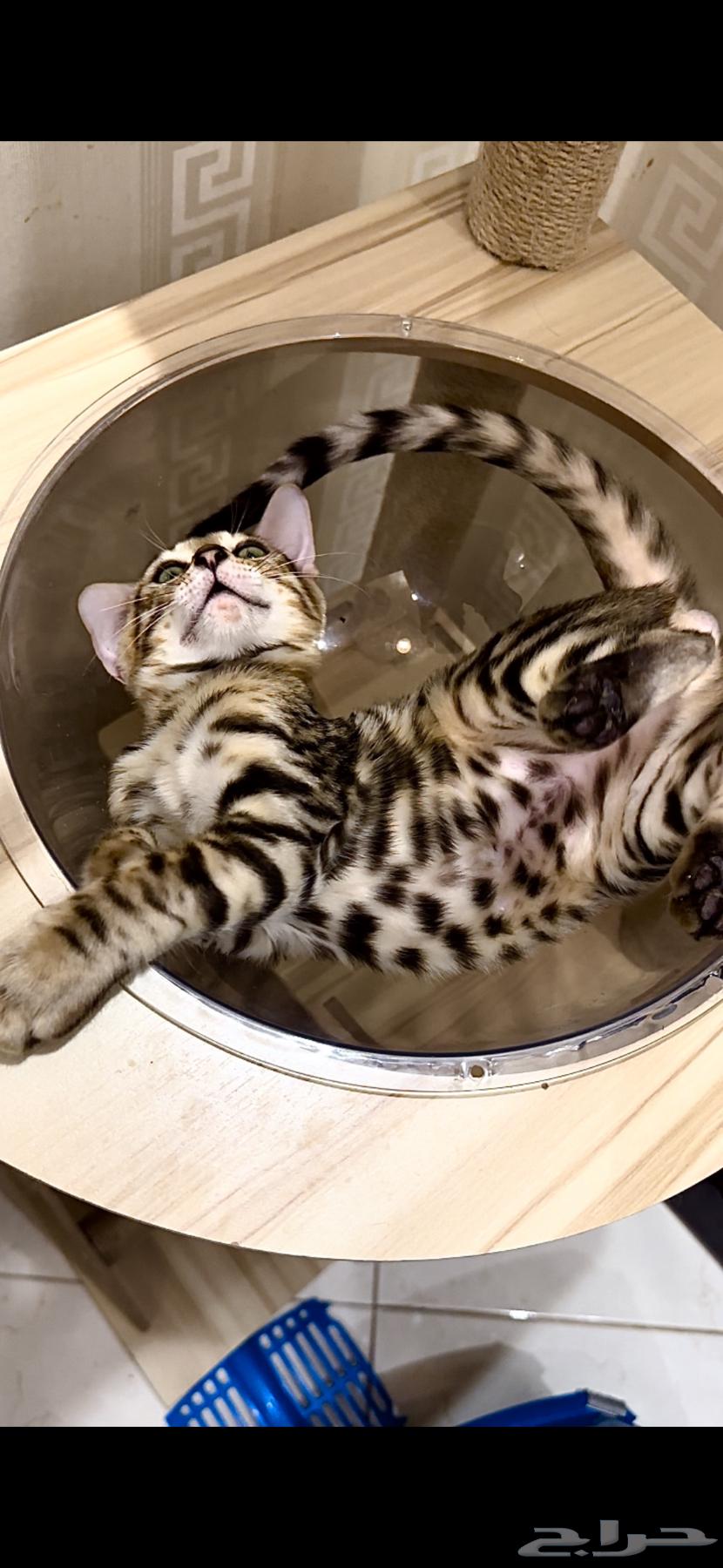 قطط بنغال مستويات قوية F2 للبيع64520389275011113