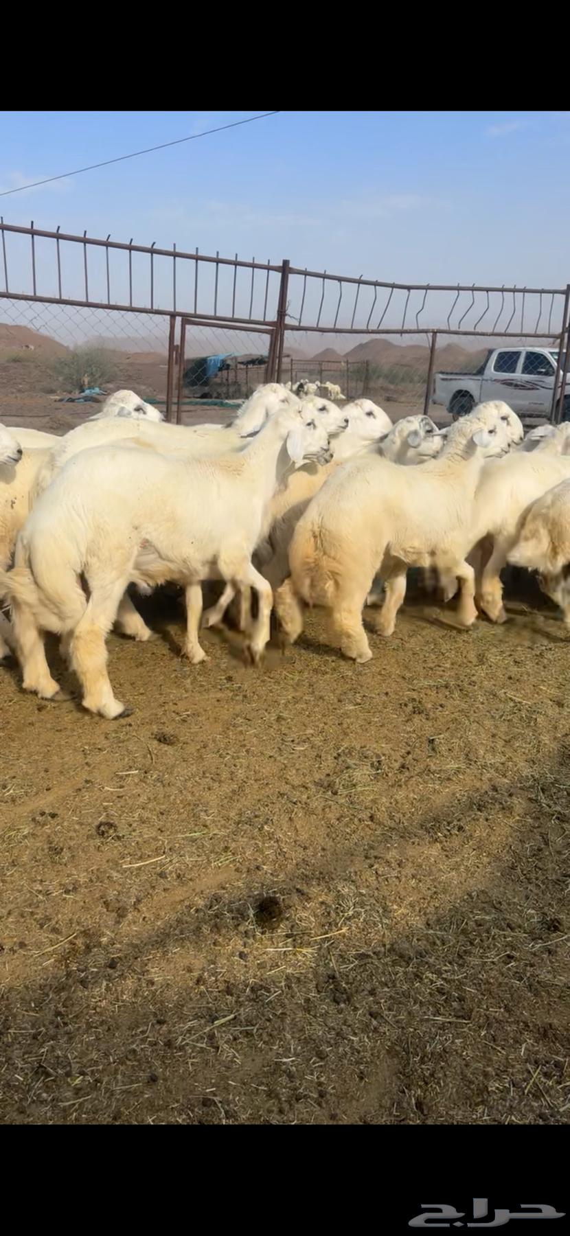 طليان للبيع64520812046083110