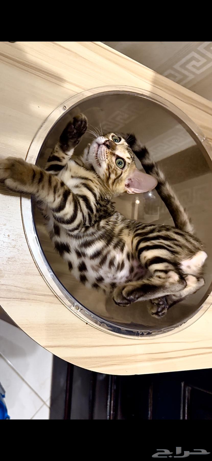 قطط بنغال مستويات قوية F2 للبيع64520389275011110