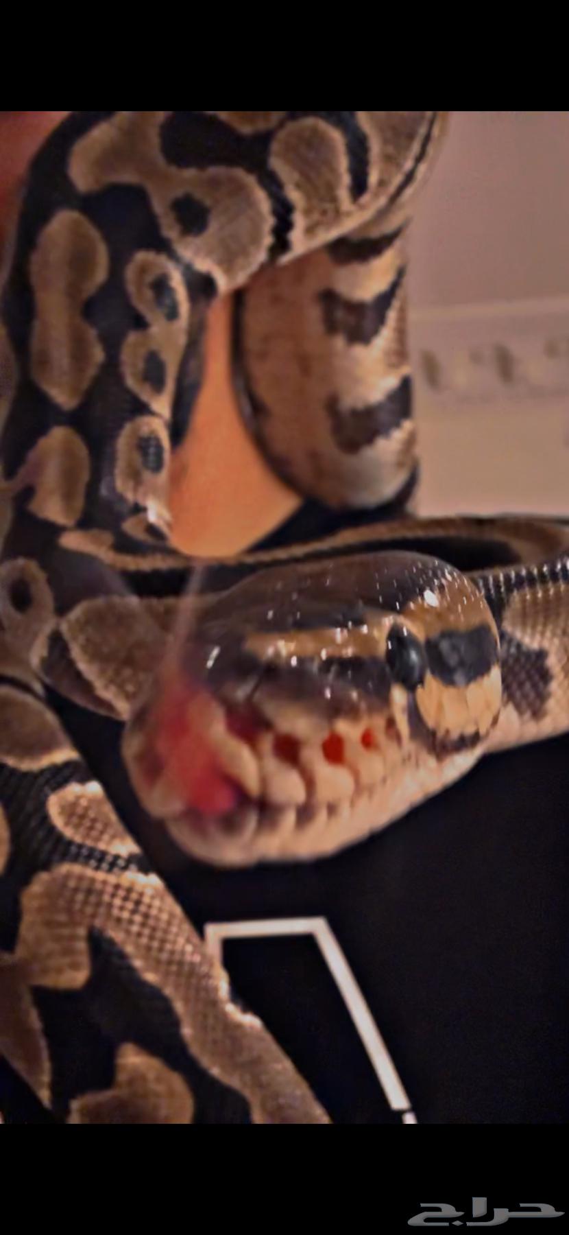 مستلزمات زواحف بول بايثون64521254525442113