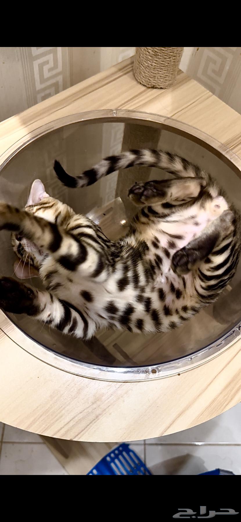قطط بنغال مستويات قوية F2 للبيع64520389275011114