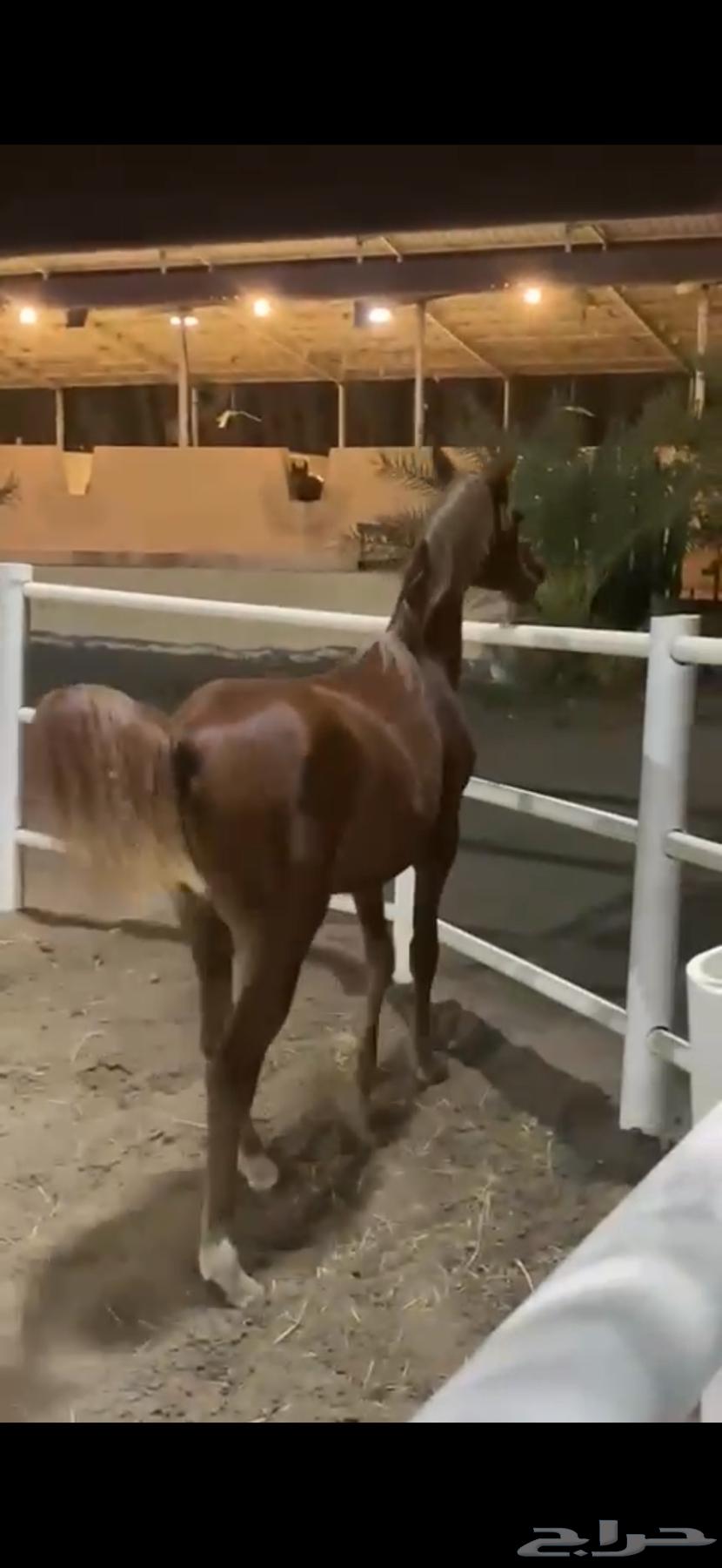 خيول عربية للبيع عدد 364525884212867112