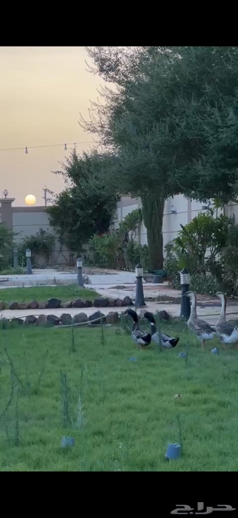 Duck with stripes64519540187906111