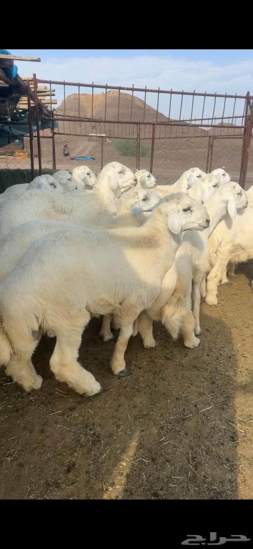 طليان للبيع64520812046083111