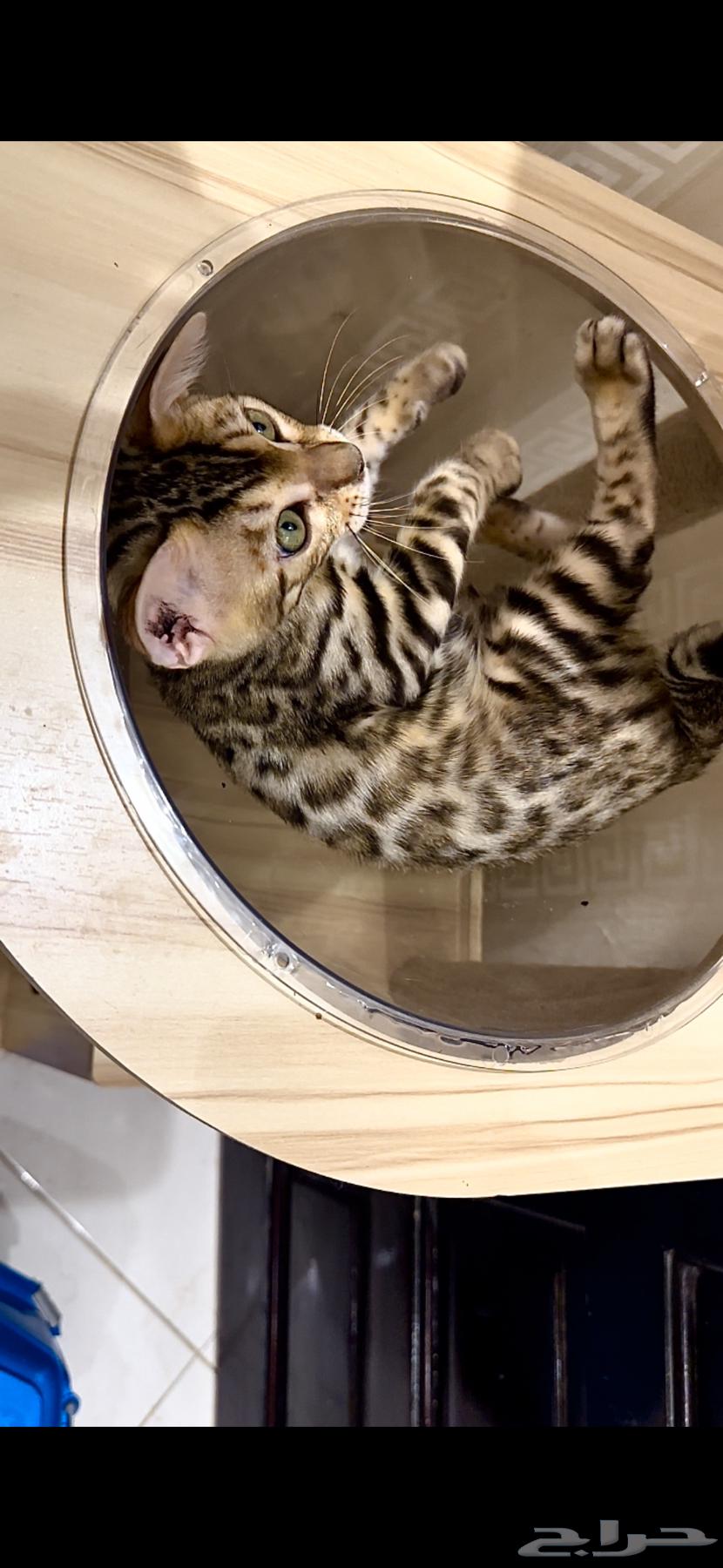قطط بنغال مستويات قوية F2 للبيع64520389275011112