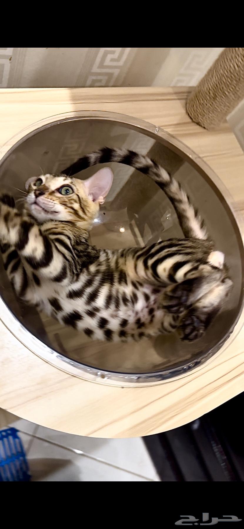 قطط بنغال مستويات قوية F2 للبيع64520389275011111