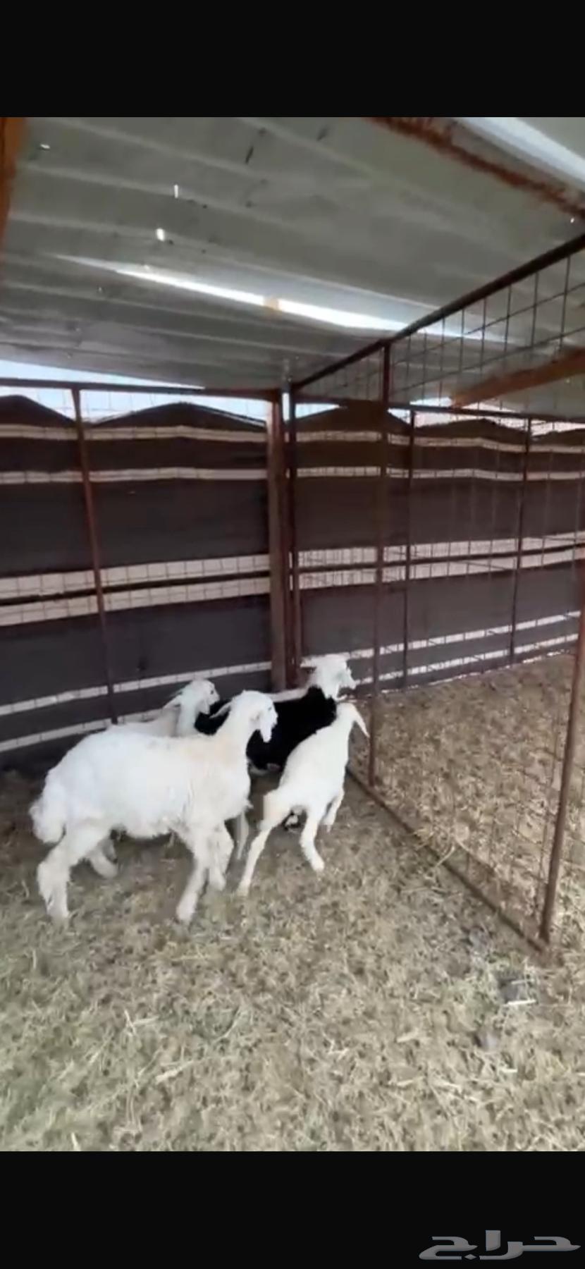 بهم للبيع64523429979267110