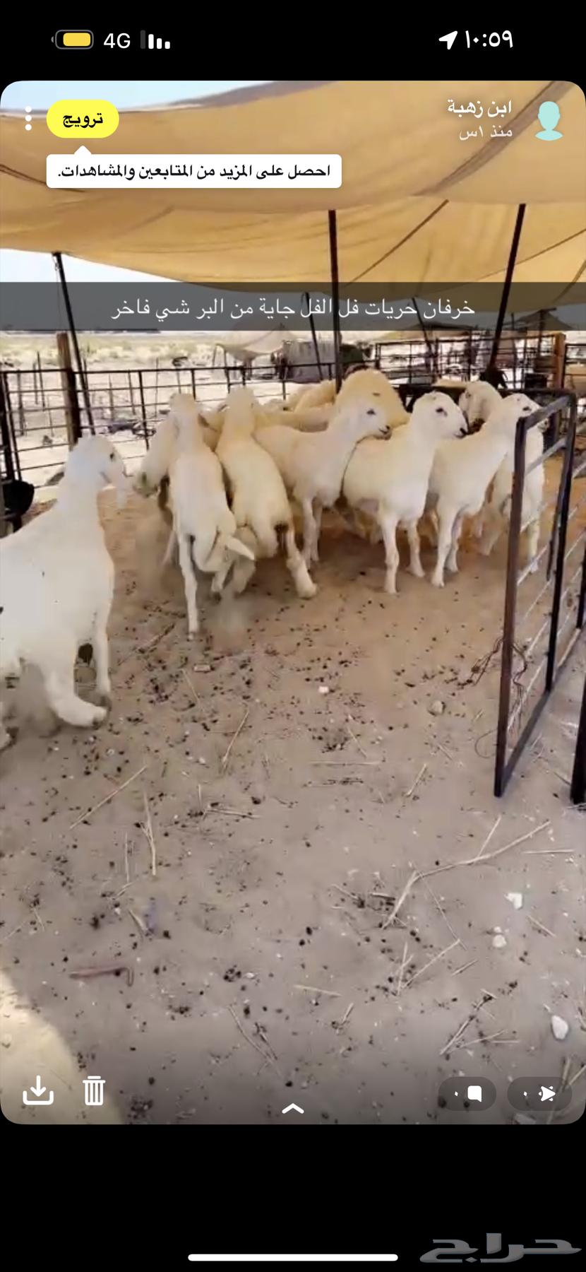 Freedom Sheep for All64521197271810113